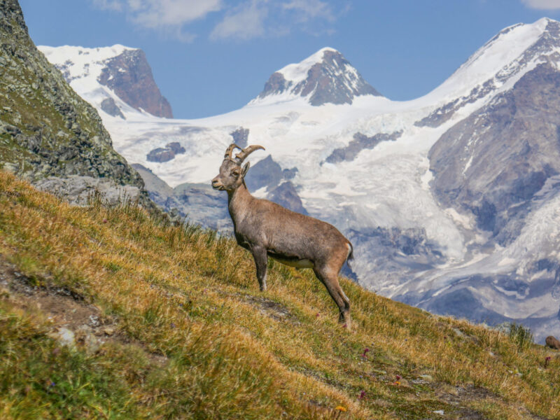 Agosto: Musica e natura a Chamois