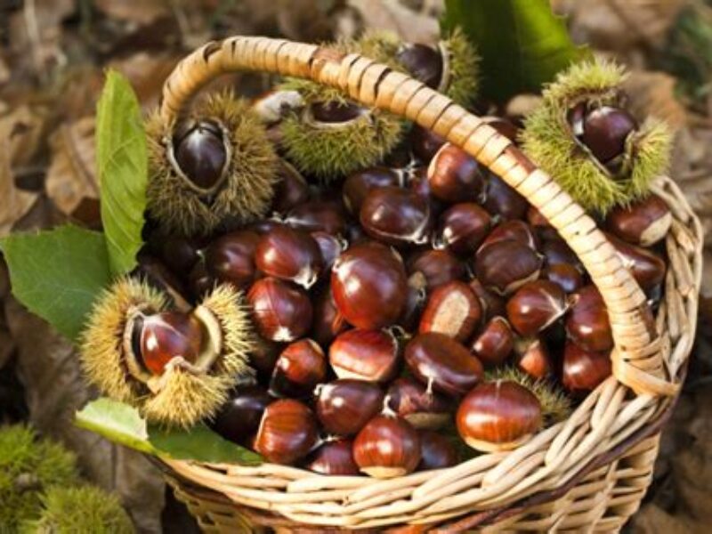 Newsletter Novembre 2025